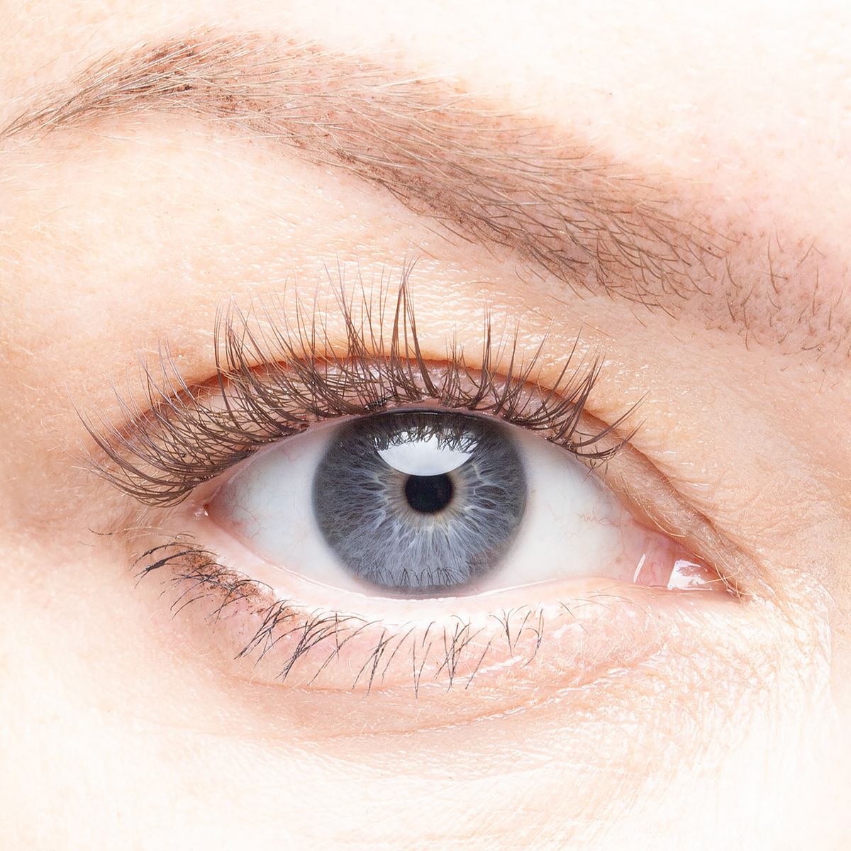 Barcelona   pre glued lash clusters