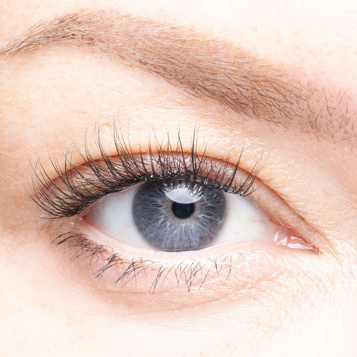 Miami   pre glued lash clusters