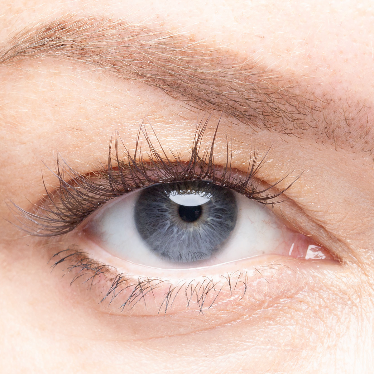 Paris   pre glued lash clusters